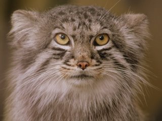 Manoel (Otocolobus Manul) - Wild Cats Magazine